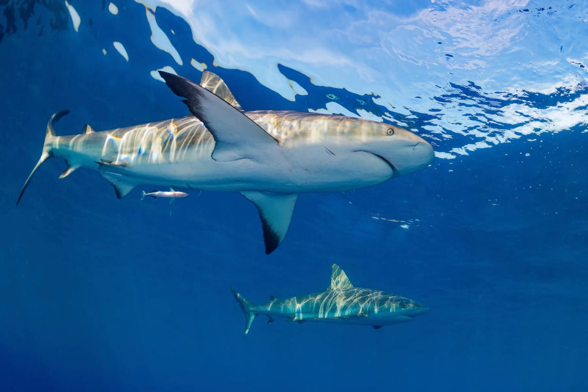 Photo by Ventura Romero on iStock Reef Shark in the wild