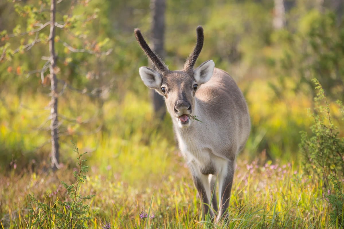 Photo by Jarkko Patana on iStock Reindeer in the wild