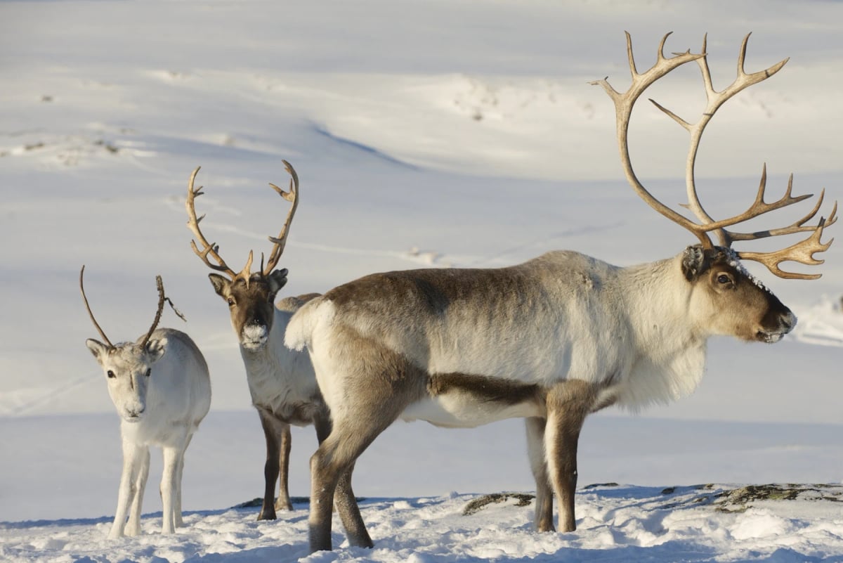 Reindeer in the wild