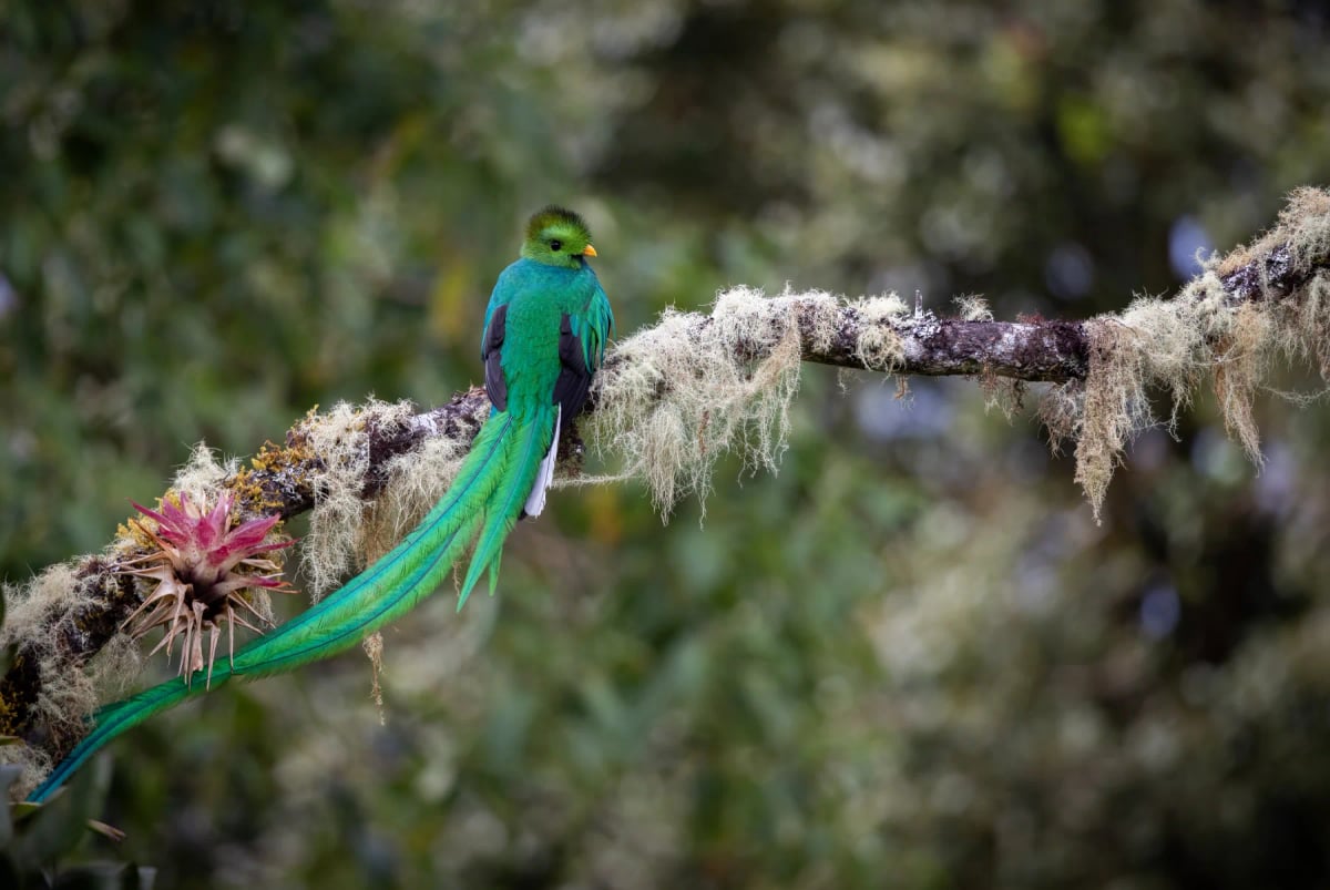 Resplendent Quetzal