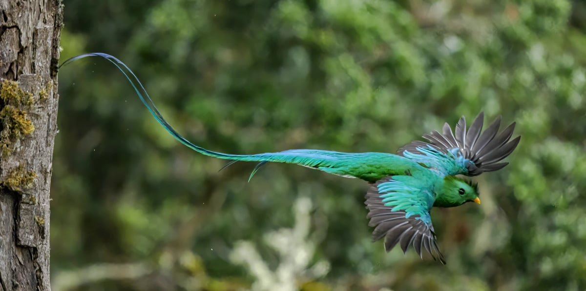 Photo by Carole Palmer on iStock Resplendent Quetzal in the wild
