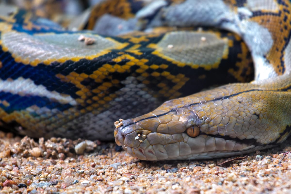 Photo by fluffandshutter on iStock Reticulated Python in the wild