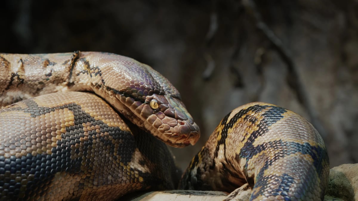 Reticulated Python in the wild