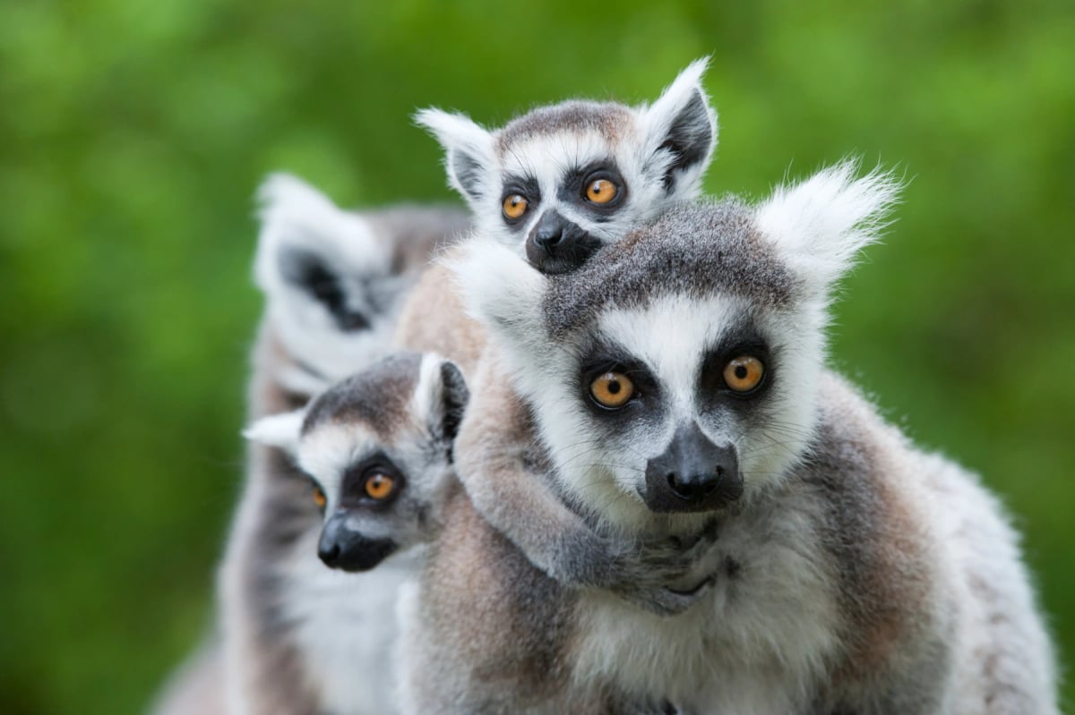 Photo by Enjoylife2 on iStock Ring tailed Lemur in the wild