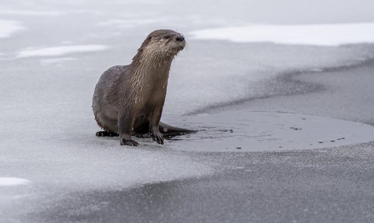 Photo by bobloblaw on iStock River Otter in the wild