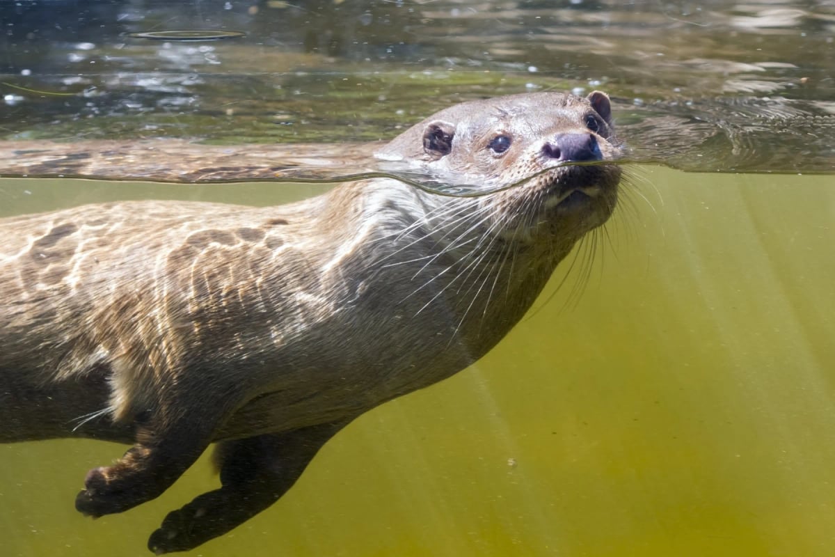 River Otter in the wild