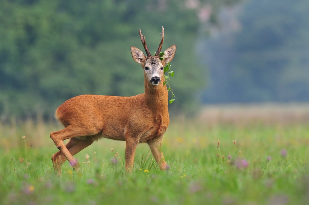 Photo by UrosPoteko on iStock Roe Deer in the wild