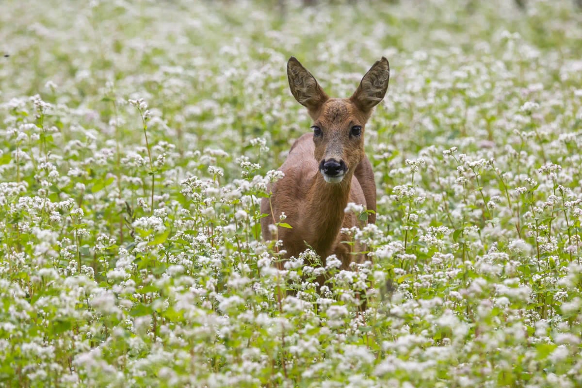 Roe Deer in the wild