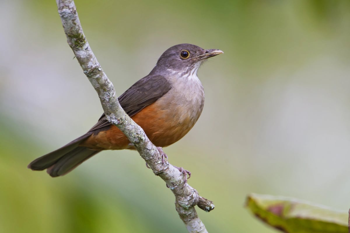 Rufous bellied Thrush