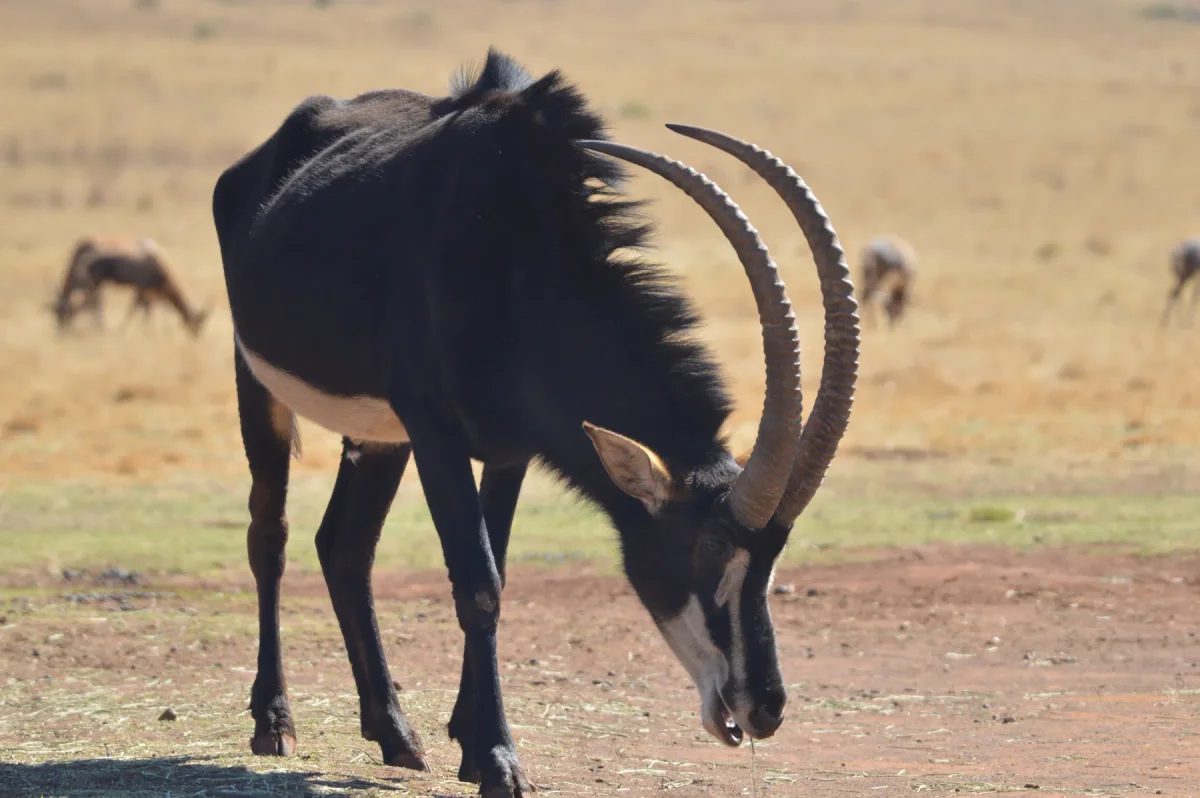 Photo by Shams on iStock Sable Antelope in the wild