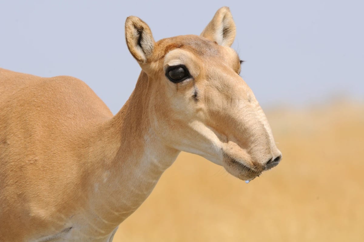 Saiga in the wild