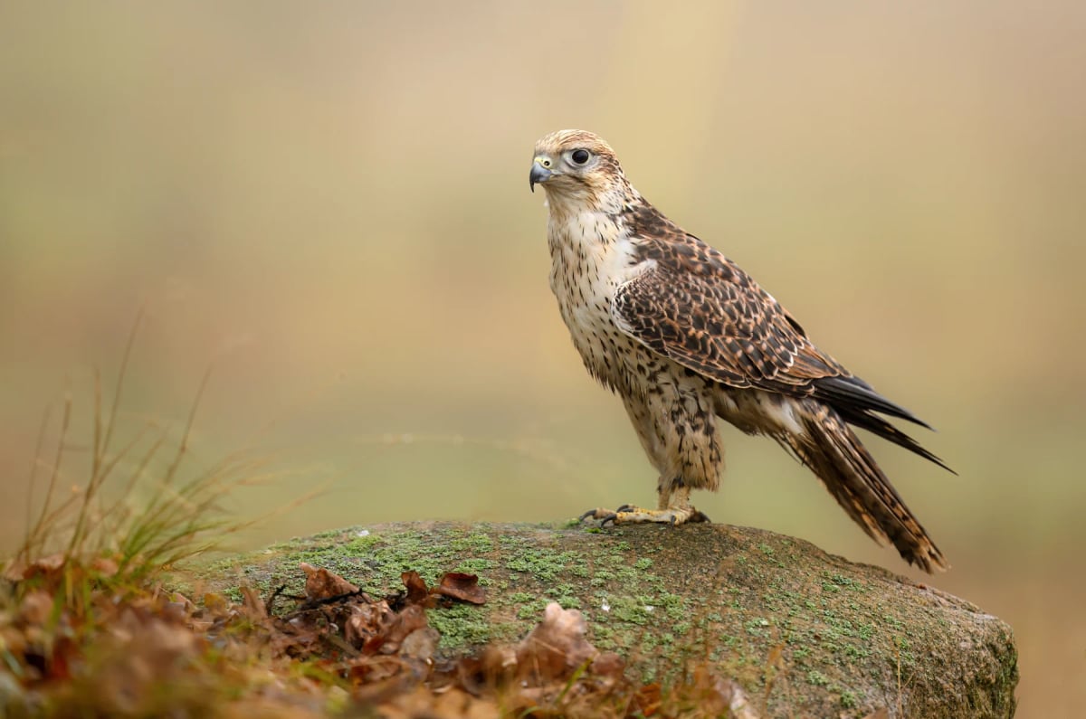 Photo by Piotr Krzeslak2 on iStock Saker Falcon in the wild