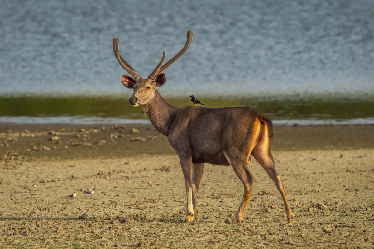 Photo by Sourabh Bharti on iStock Sambar Deer in the wild