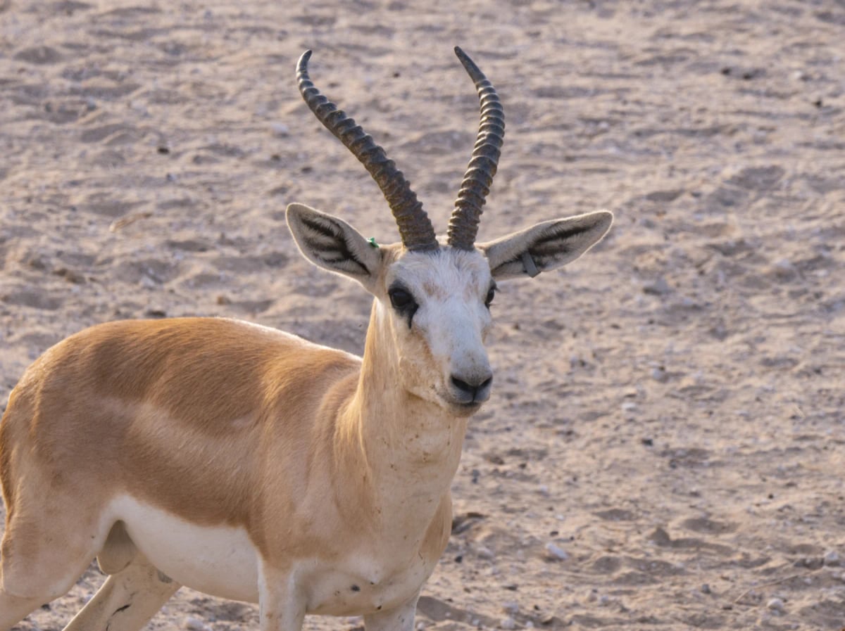 Sand Gazelle