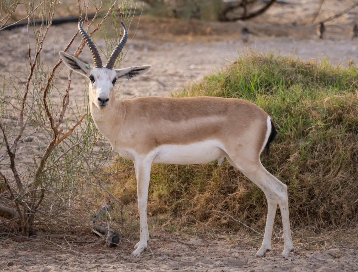 Photo by Matthew Starling on iStock Sand Gazelle in the wild