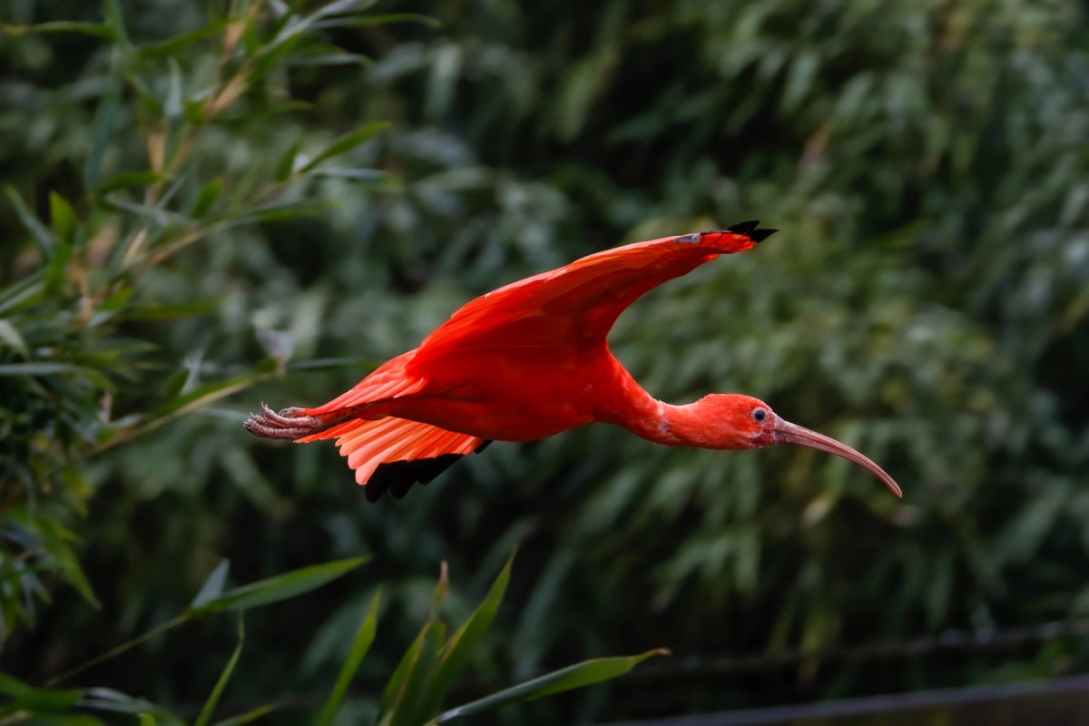 Photo by Michael Janssen on iStock Scarlet Ibis in the wild