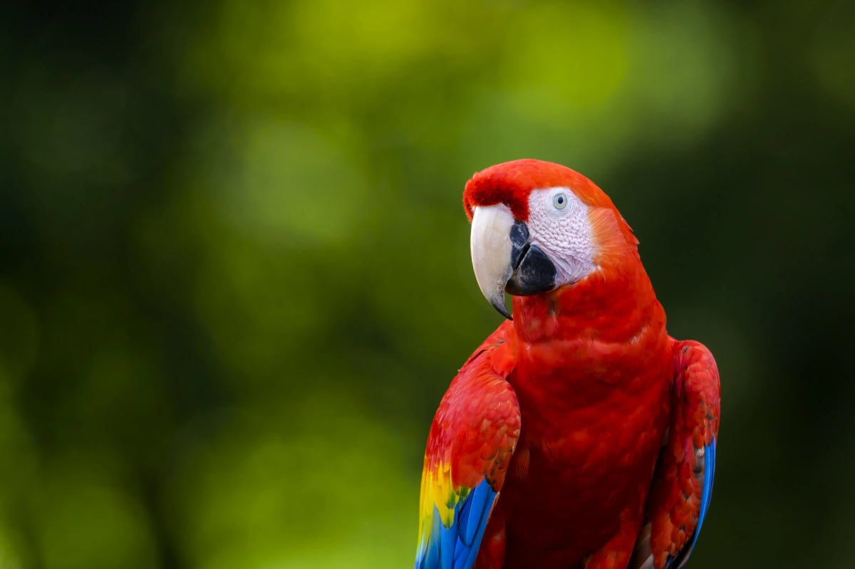 Scarlet Macaw
