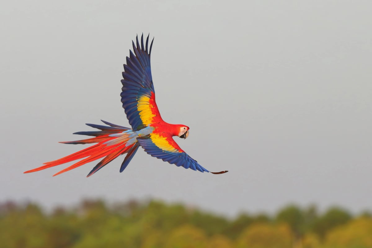 Photo by Passakorn_14 on iStock Scarlet Macaw in the wild