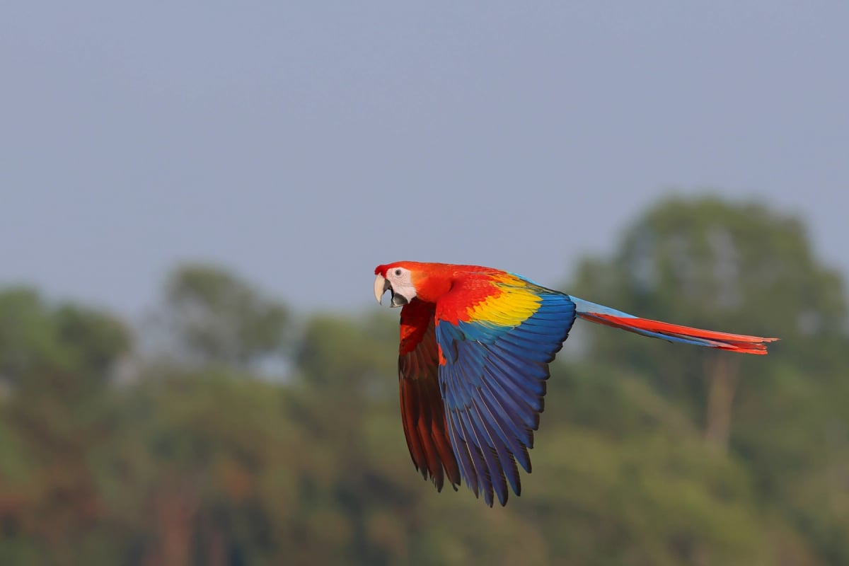 Scarlet Macaw in the wild