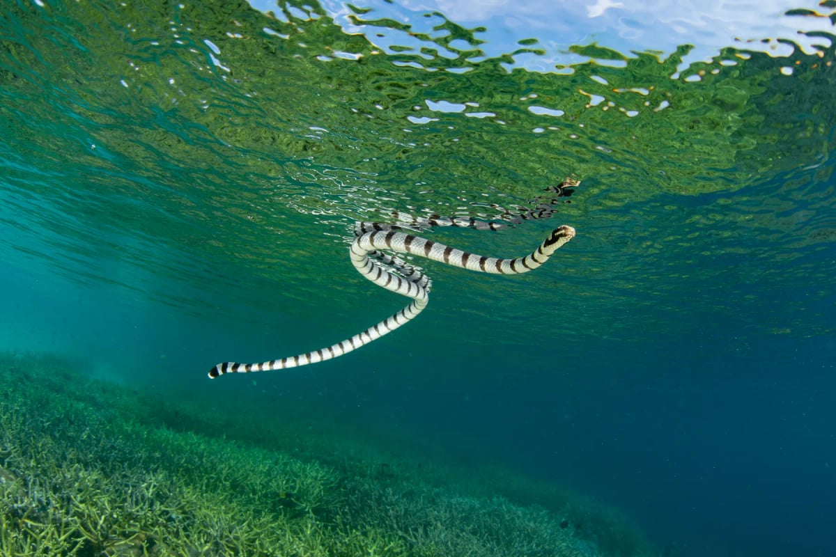 Photo by Velvetfish on iStock Sea Snake in the wild