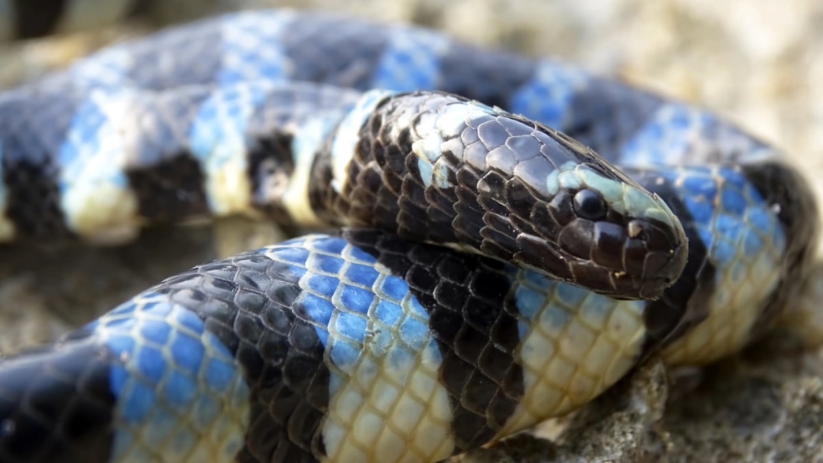 Sea Snake in the wild