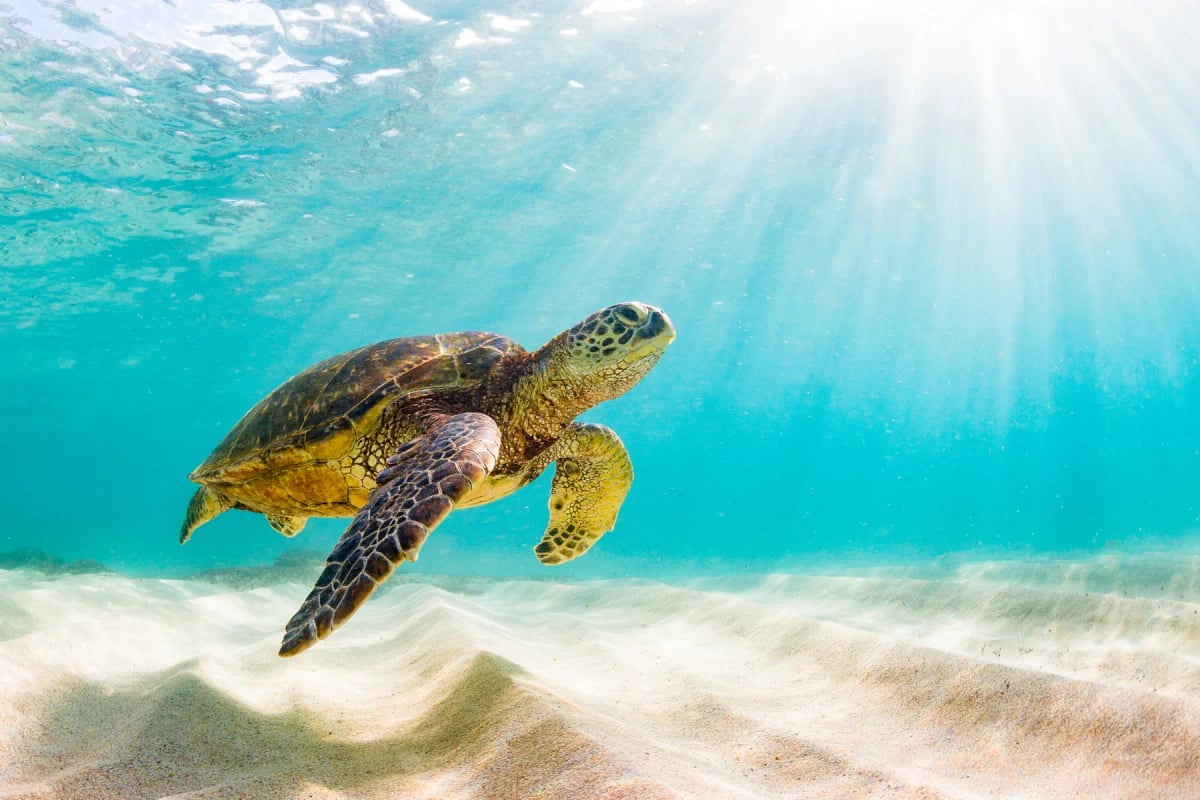 Photo by ShaneMyersPhoto on iStock Sea Turtle in the wild