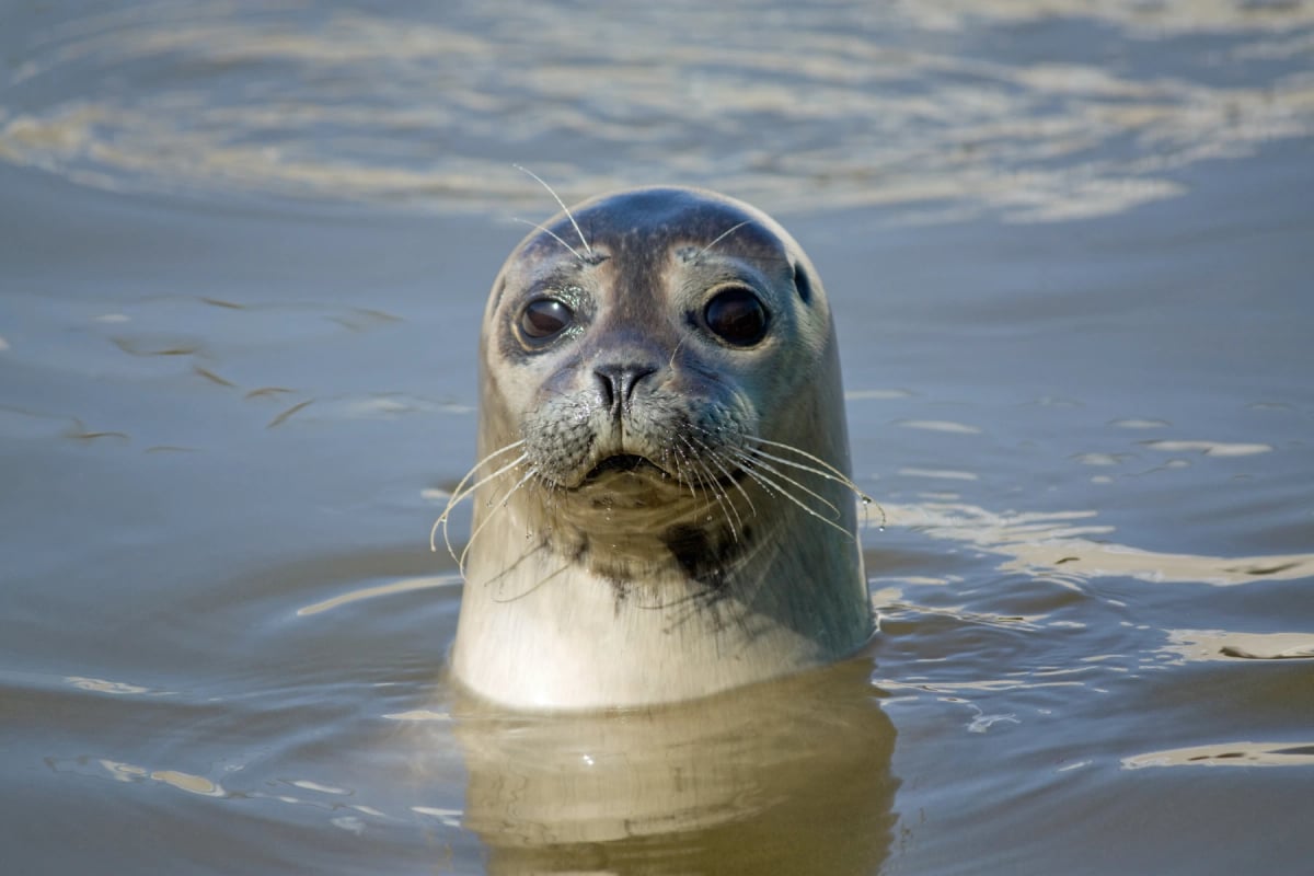 Photo by hpboerman on iStock Seal in the wild