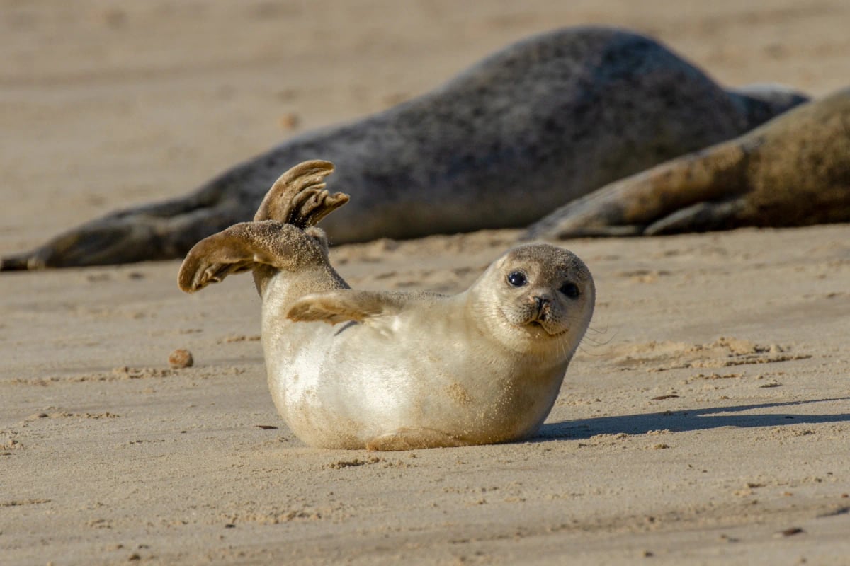 Seal in the wild