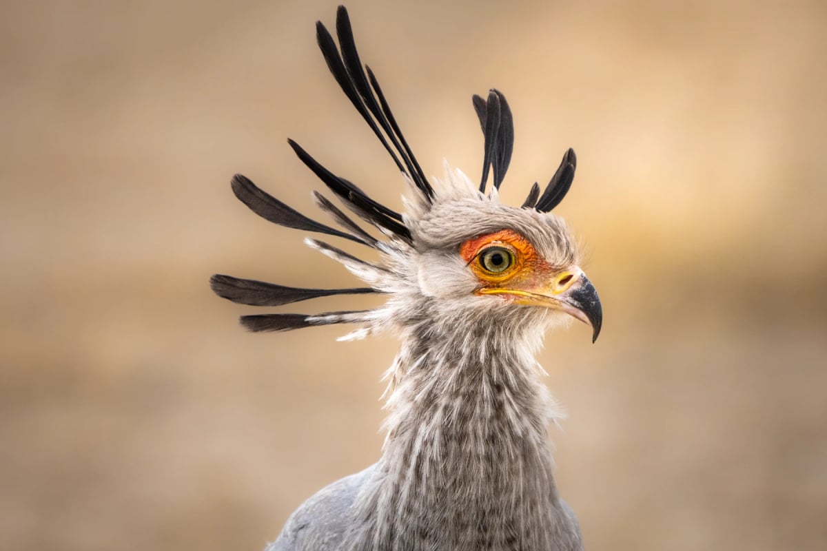 Photo by Anna-Carina Nagel on iStock Secretary Bird in the wild