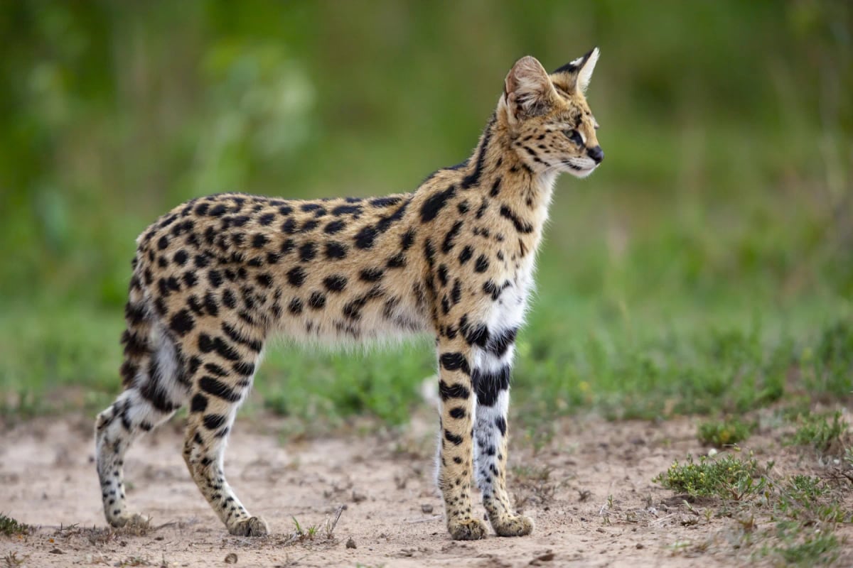 Serval