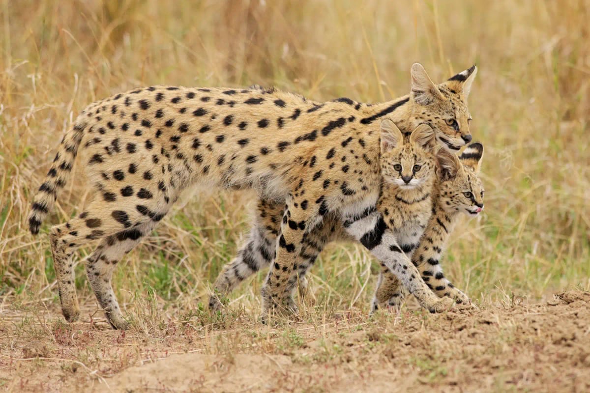 Photo by Marcello Calandrini on iStock Serval in the wild