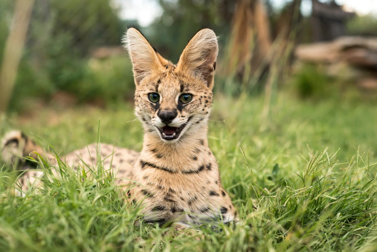Serval in the wild