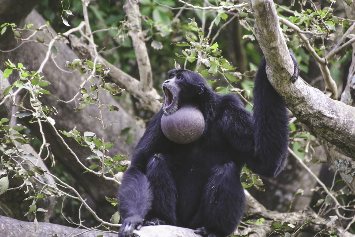 Photo by EyeEm Mobile GmbH on iStock Siamang in the wild