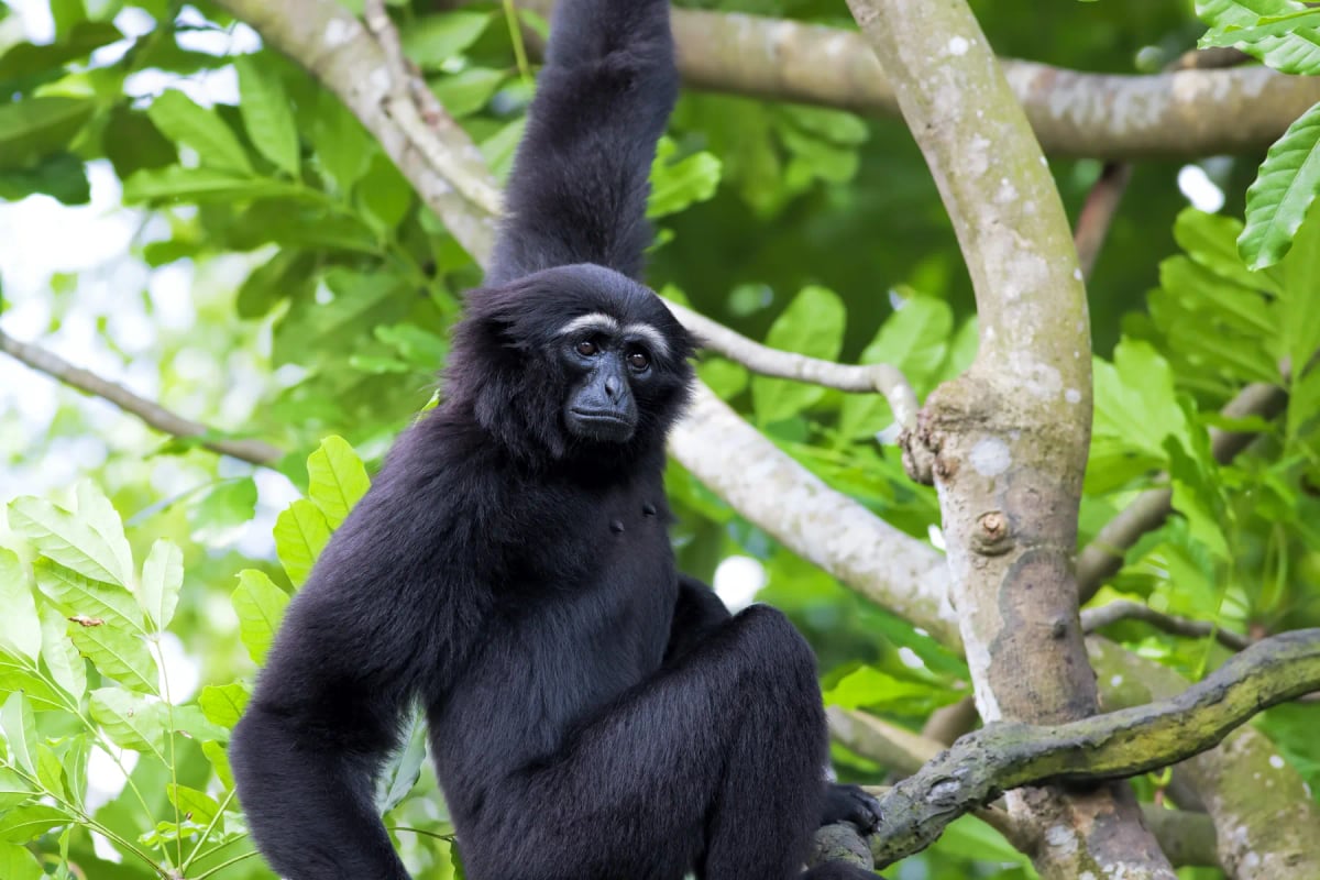 Siamang in the wild