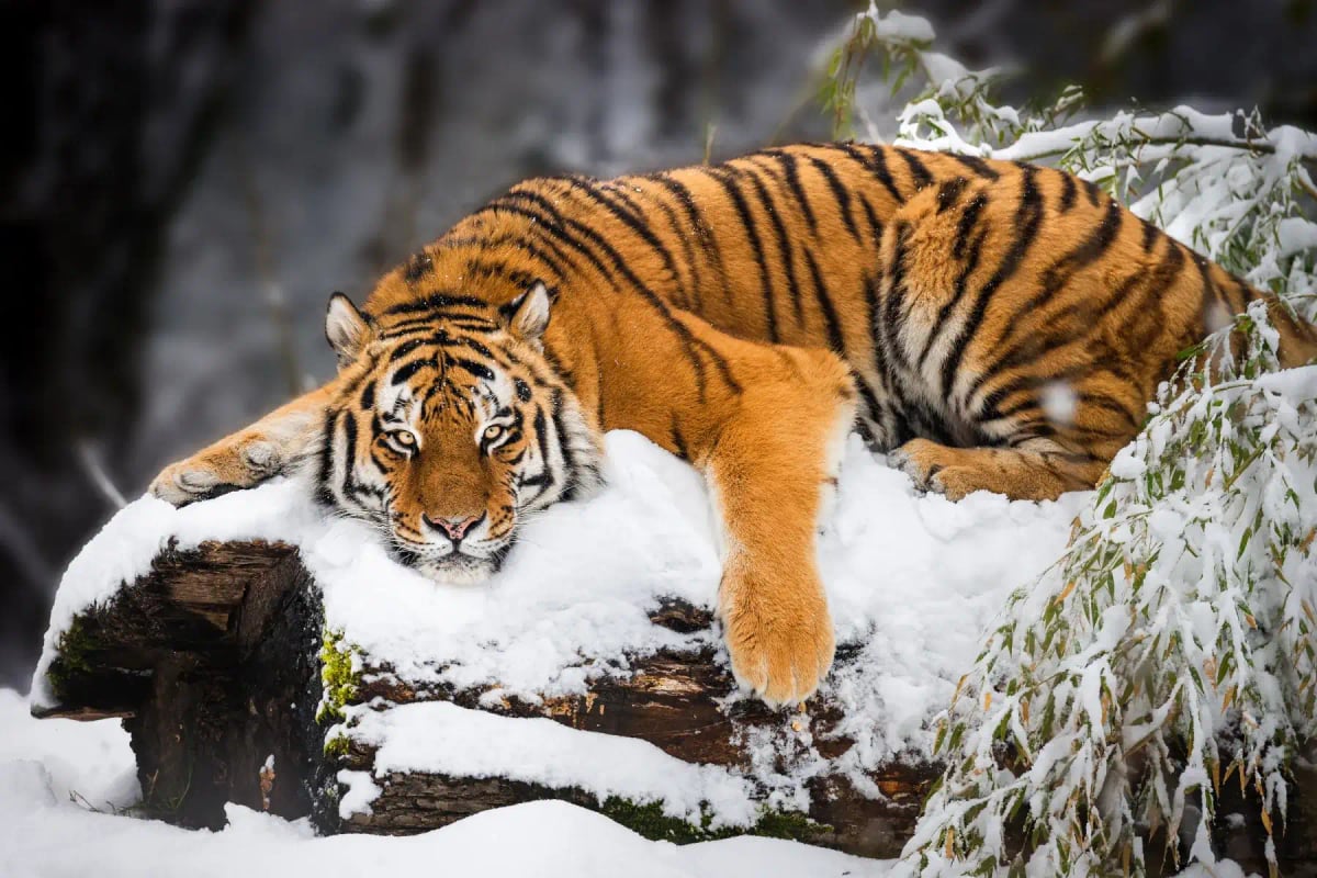 Photo by Andreaskrappweis on iStock Siberian Tiger in the wild