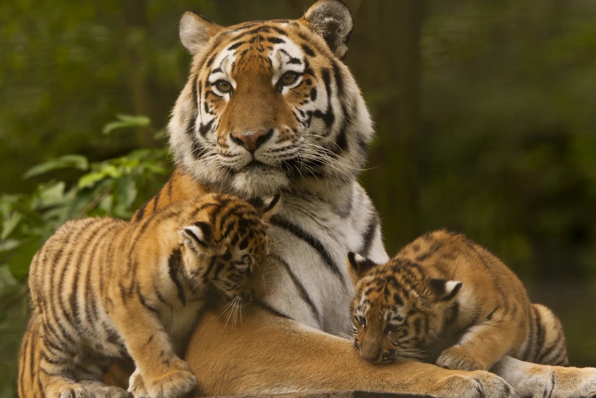 Siberian Tiger in the wild