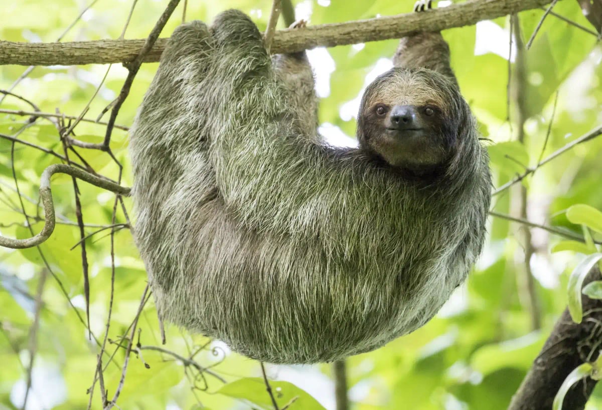 Photo by Rob Jansen on iStock Sloth in the wild