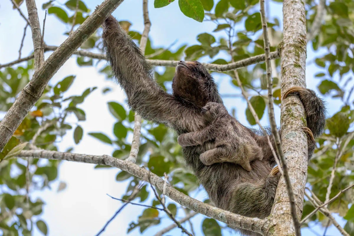 Sloth in the wild