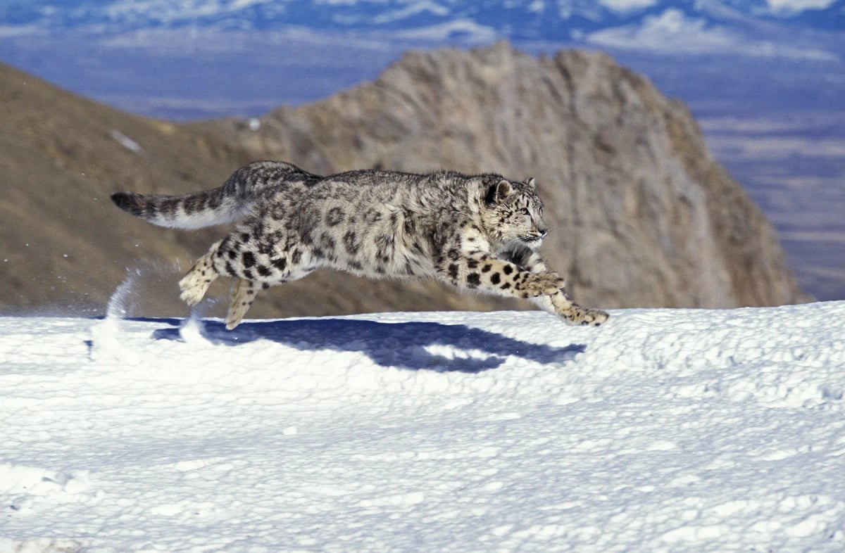 Photo by slowmotiongli on iStock Snow Leopard in the wild