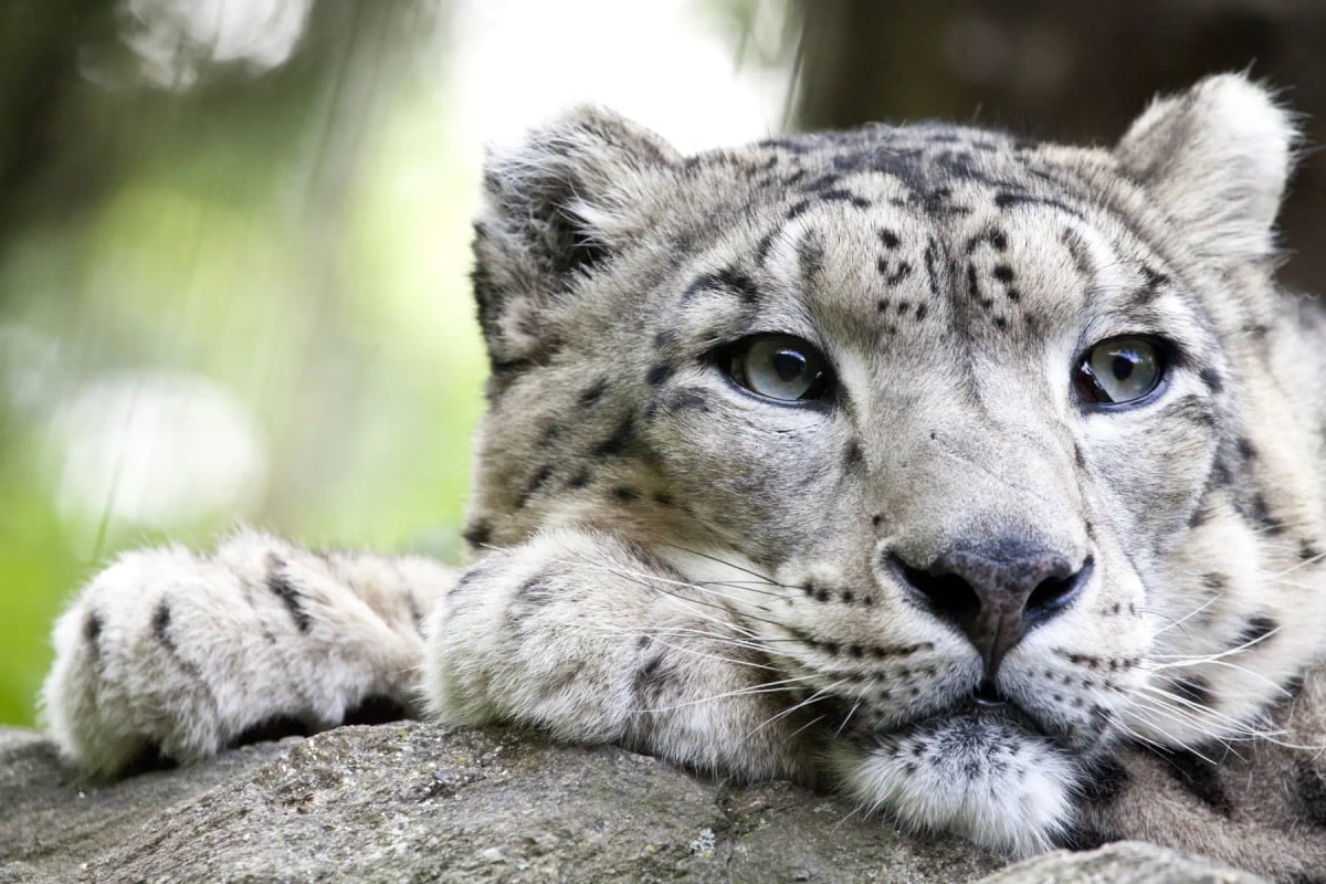Snow Leopard in the wild