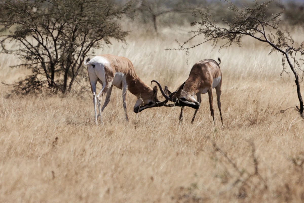 Photo by weisschr on iStock Soemmerring's Gazelle in the wild