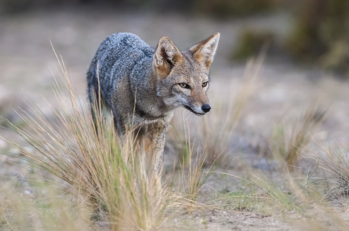 South American Gray Fox