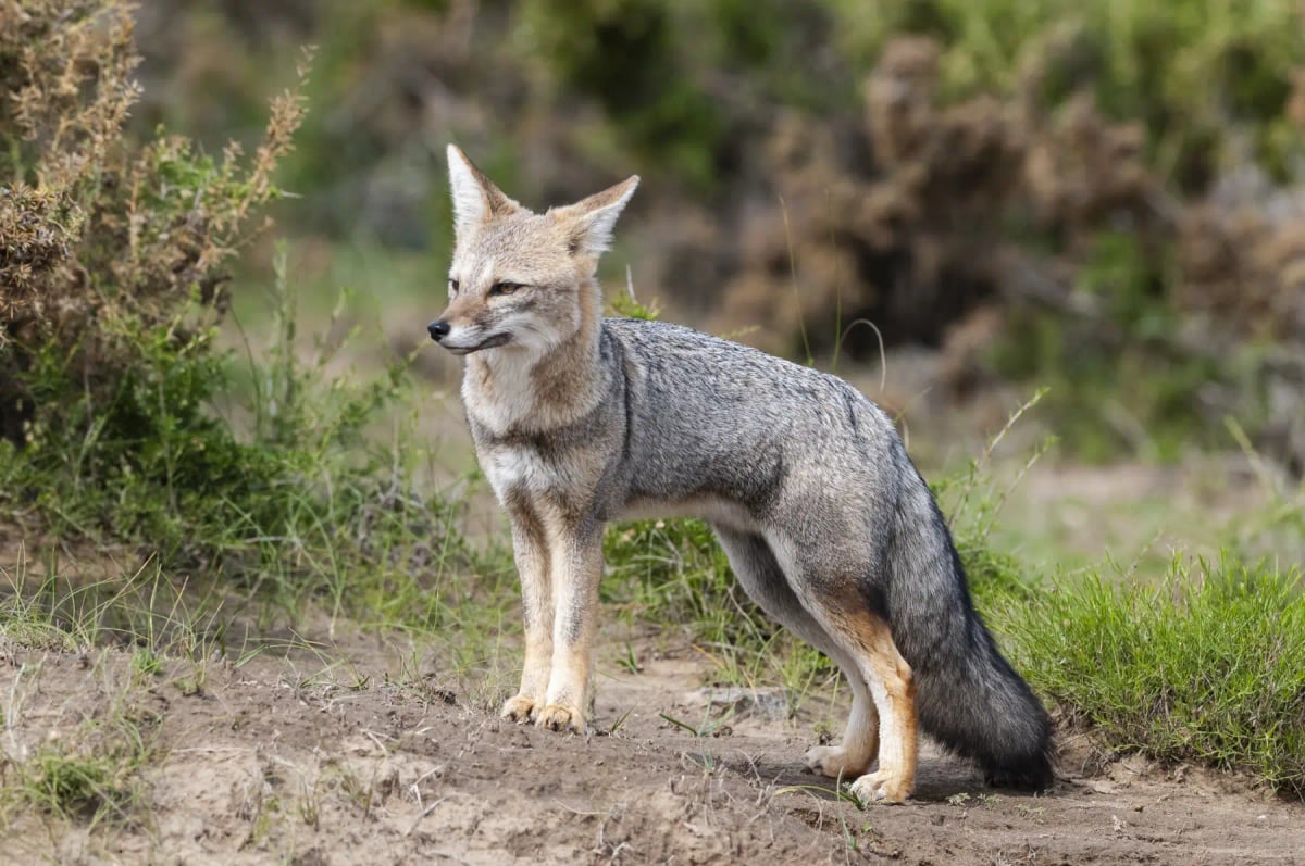 Photo by Foto4440 on iStock South American Gray Fox in the wild