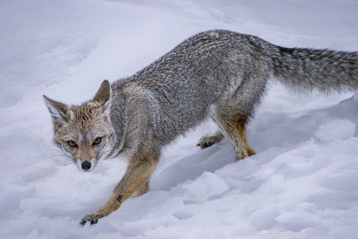 South American Gray Fox in the wild