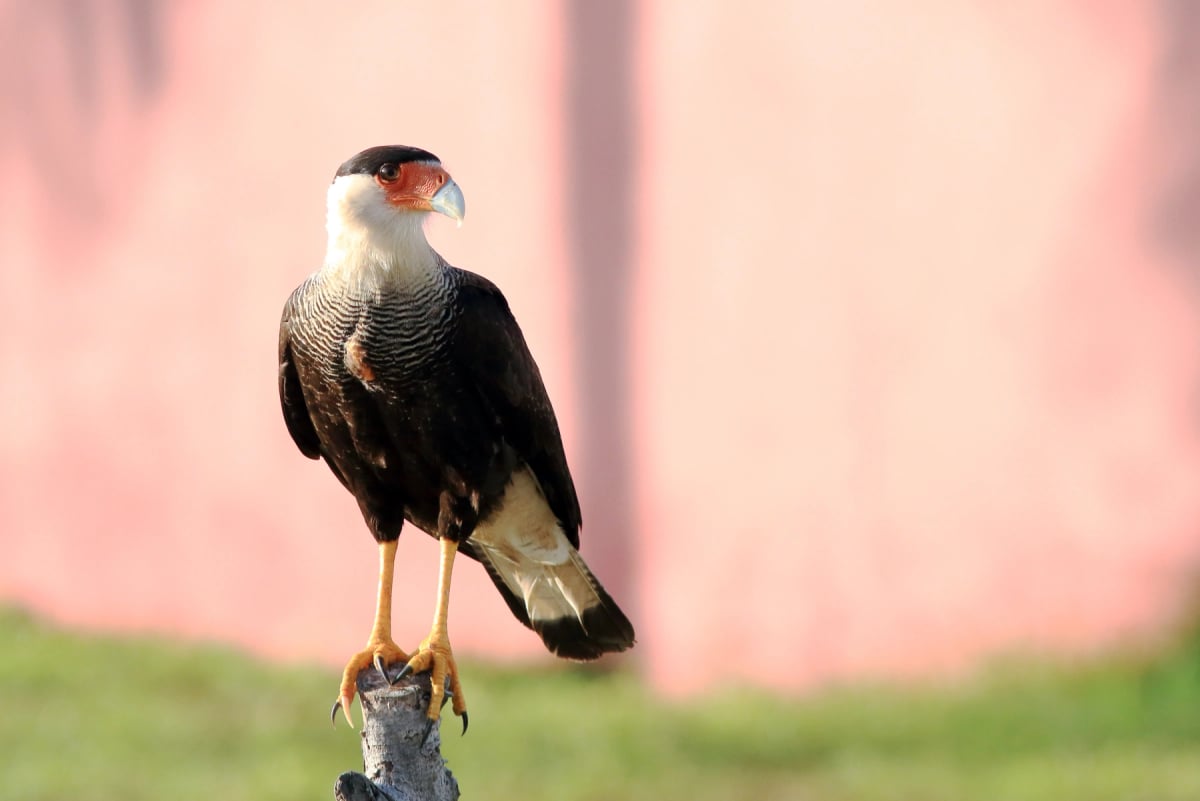 Southern Caracara