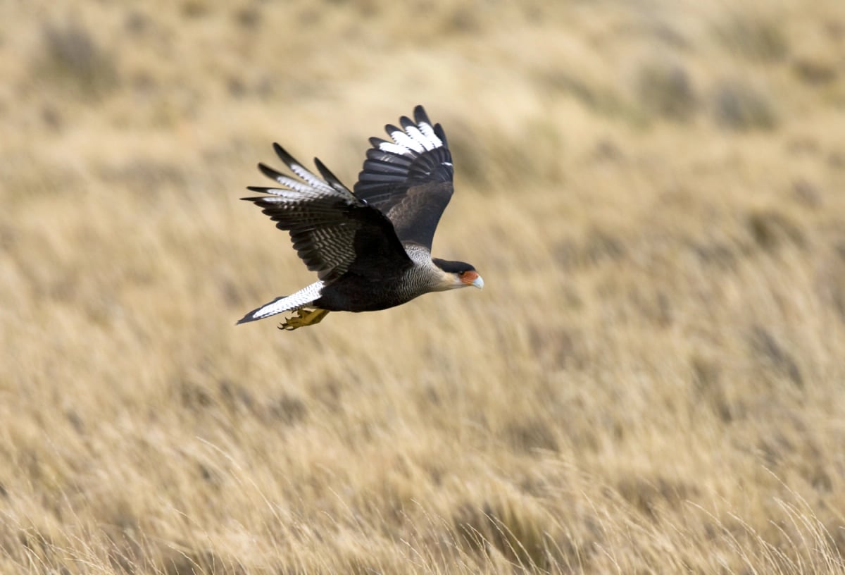 Photo by Marc Guyt on iStock Southern Caracara in the wild