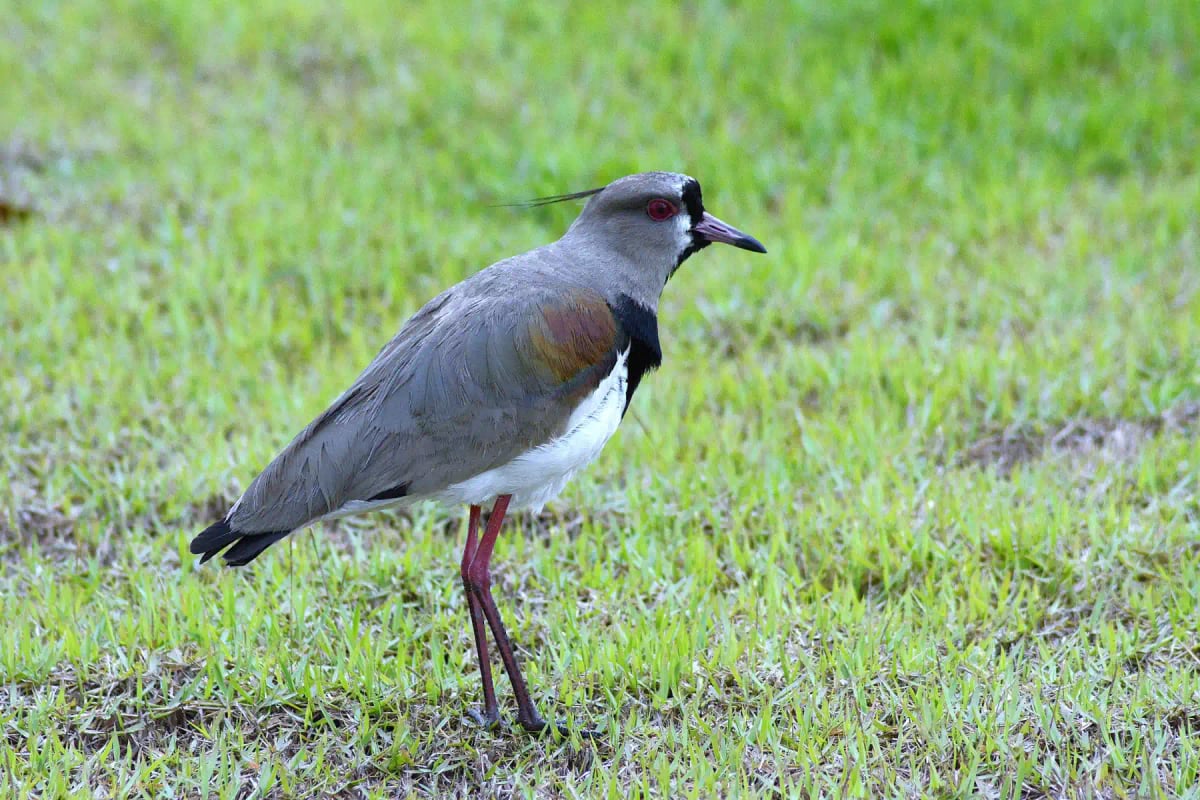 Southern Lapwing
