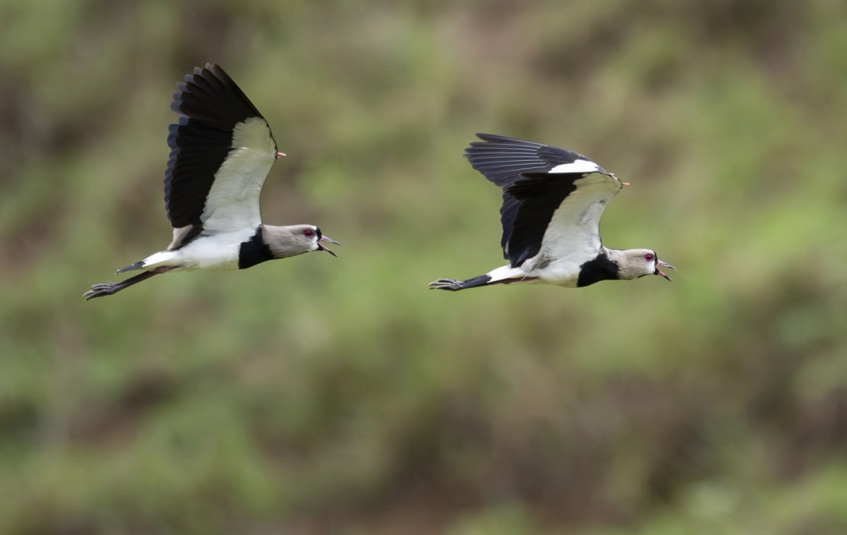 Photo by Irving A Gaffney on iStock Southern Lapwing in the wild