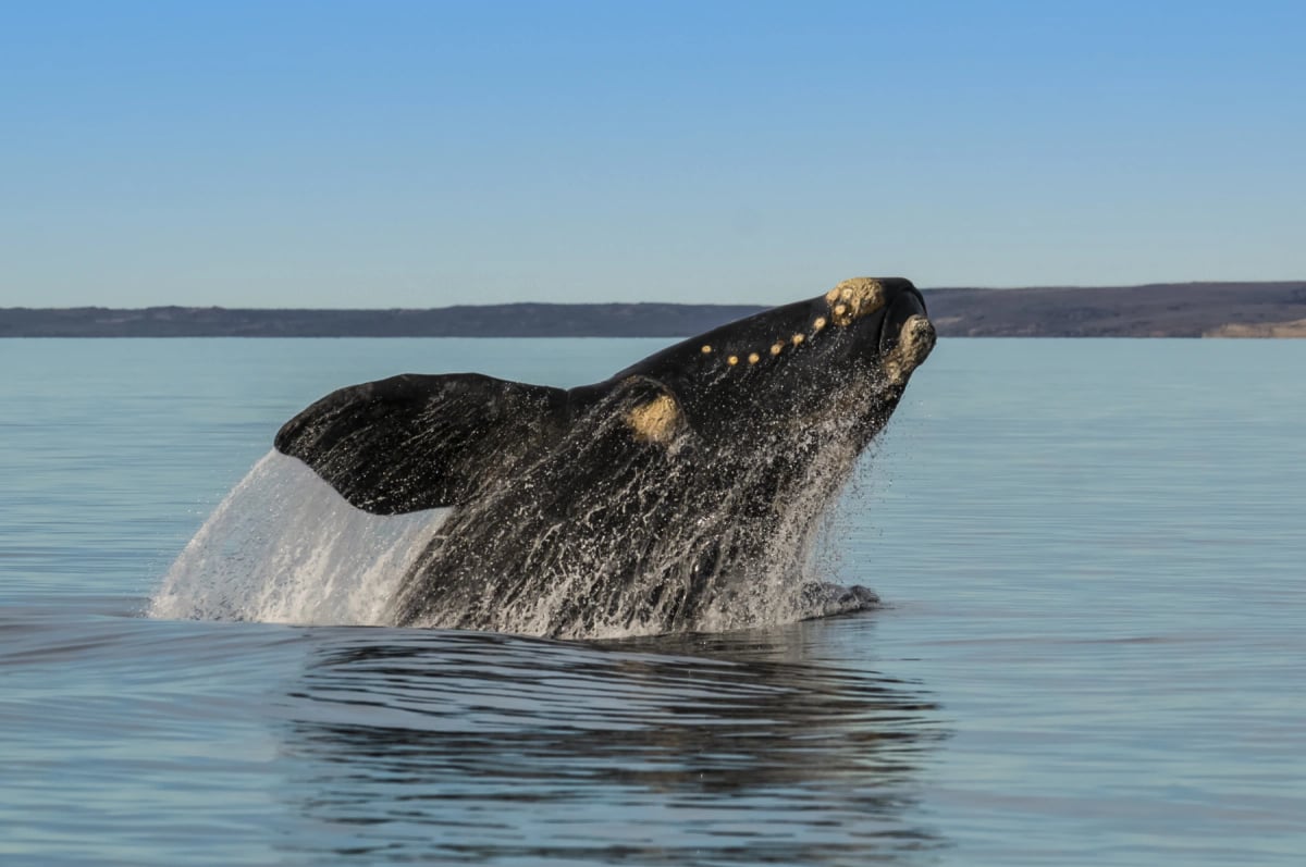Southern Right Whale
