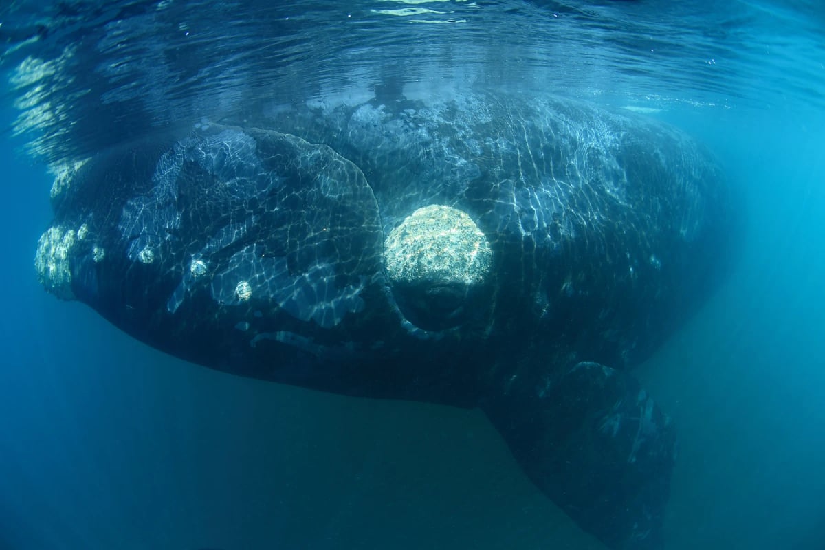 Photo by THIERRY EIDENWEIL on iStock Southern Right Whale in the wild